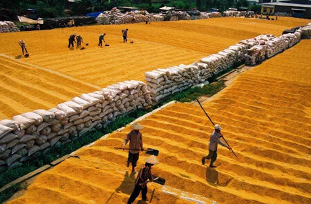 Canh tác lúa gạo bền vững, phương pháp gạo sạch an toàn cho người dùng
