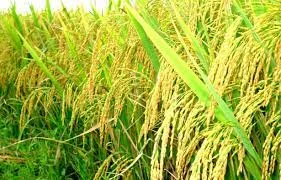 Nâng cao sức bền của ngành gạo trong thời kỳ suy thoái kinh tế