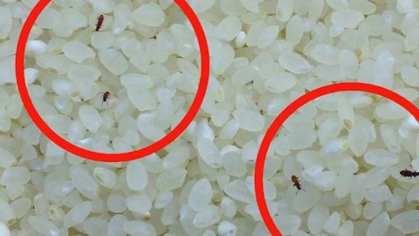 Mọt gạo là gì? Cách phòng chống con mọt gạo hiệu quả