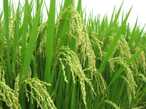 Gạo nàng thơm đặc biệt