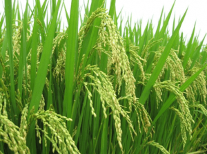 Gạo nàng thơm đặc biệt